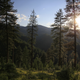 Mountain forest in Montana. I took morning shots of the same place coming down, so I’ll include them for comparison of light perspective.
